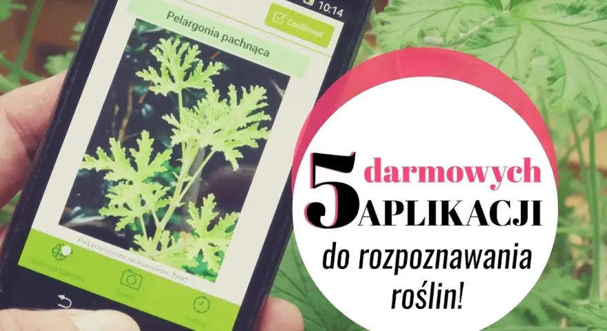 Aplikacje do rozpoznawania roślin: darmowe czy płatne? Wybierz idealną!
